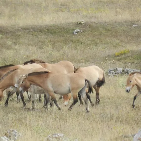 Avec Grande Terrasse