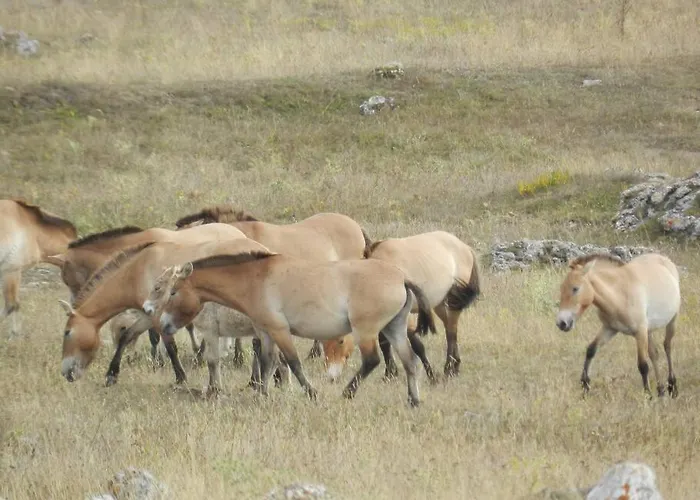 Avec Grande Terrasse